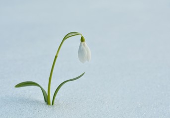 snowdrops flowering from the snow