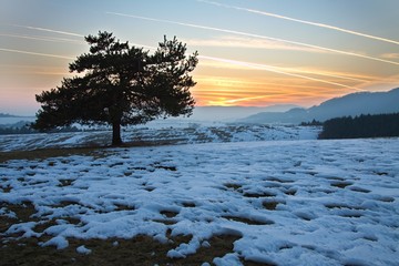 Winter tree and snow at sunset