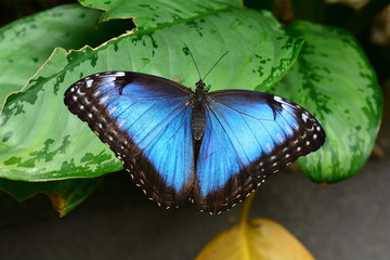 Blue Morpho butterfly lands in the butterfly gardens.