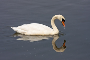 Swan