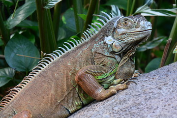 An iguana poses for its portrait in the gardens.