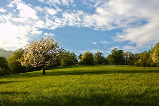 Spring cherry blossom lonely tree in meadow