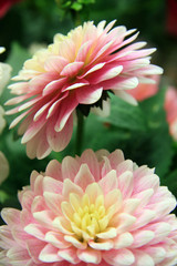 Beautiful peonies /  pink peonies in a bouquet