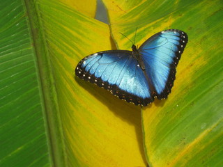 Blue Morpho butterfly lands in the butterfly gardens.