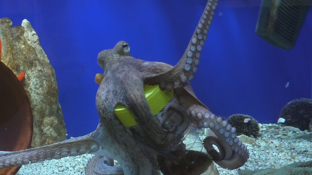Octopus in aquarium shows it's intelligence by lifting plastic bottle lid and taking out food, the dead fish