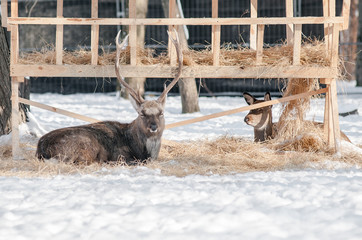 Horned deer sleeping on snow/Horned deer sleeping on snow near feeder in winter park
