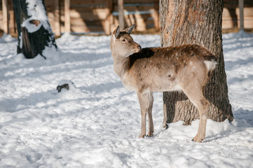 Young deer in winter park