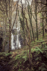 Fototapeta premium The Forest