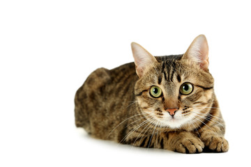 Fototapeta premium Beautiful cat isolated on white