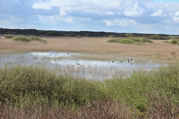 Dünen-Landschaft mit See und badenden Vögeln 