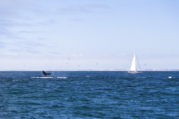 Isolated yacht sailing in the blue Atlantic Ocean near Monterey, California, USA