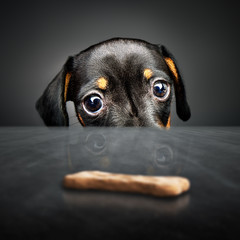 Puppy longing for a treat - 100980061