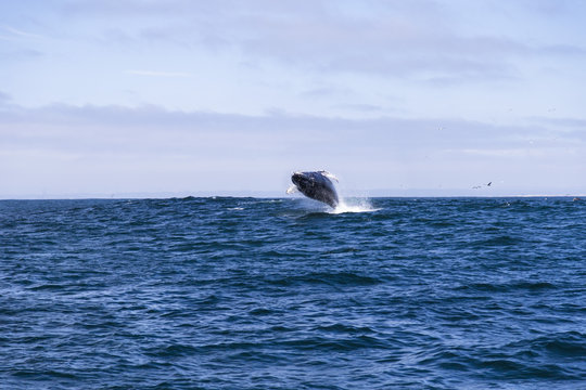 Humpback whale (Megaptera novaeangliae)jumping out of water in Monterey bay, California