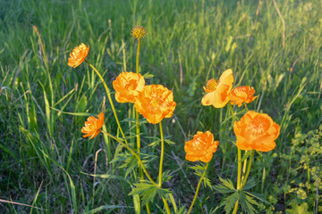 Flowers in the grass