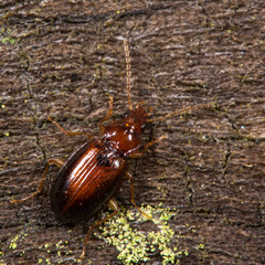 Ocys harpaloides beetle. A fairly small and common ground beetle in the family Carabidae, on dead wood

