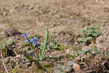 single flower