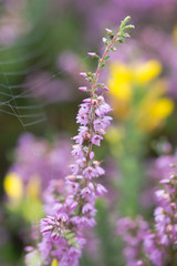 Heather (Calluna vulgaris) flower. Also known as ling, this plant in the family Ericaceae is flowering with spider's web in the background

