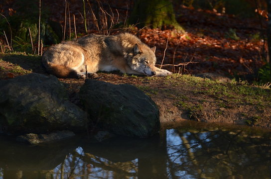 wolf lying at puddle