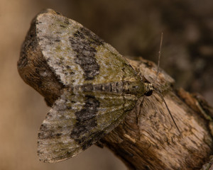 July highflyer moth (Hydriomena furcata). An enormously variable species of moth in the family Geometridae, at rest on wood
