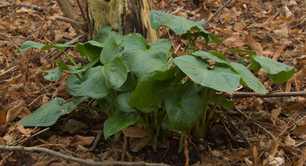 Dichondra carolinensis - Carolina ponysfoot