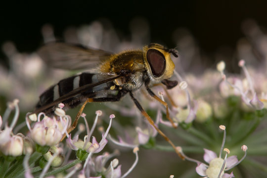 Leucozona glaucia hoverfly on hogweed flower. A medium sized hoverfly in the family Syrphidae, feeding on hogweed
