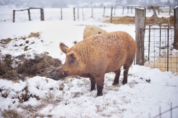 Big adult boar of Mangalitsa breed in the winter on the snow. The brood is developed from older types of Hungarian pig crossed with the wild boar and serbian breed in Austro Hungary in 19th century. 