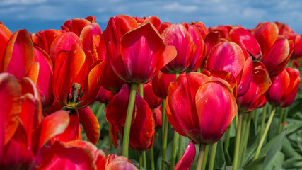 Tulips