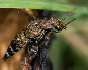 Ontholestes murinus rove beetle. A predatory rove beetle in the family Staphylindae that hunts on and around carrion and dung, this one around rotten mushrooms
