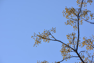 Yellow berries on tree