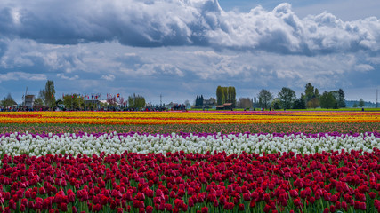 Tulips