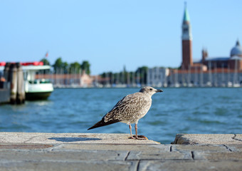 seagull in Piazza San Marco and the church of St. George in the
