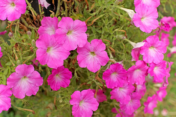  petunia flower