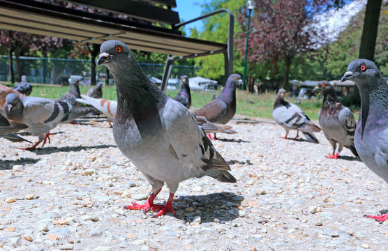 pigeons hungry eat the bread crumbs i