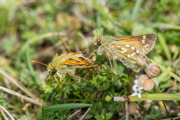 Silver-spotted skipper (Hesperia comma) pair territorial dispute. A malformed male in the family...