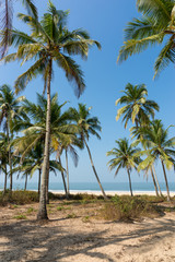 Plakat palm grove