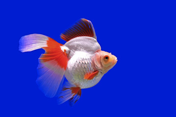 beautiful goldfish