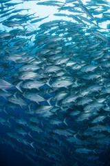 Large School of Bigeye Jacks 