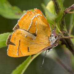 Brown hairstreak (Thecla betulae) on blackthorn. An extremely elusive and rare butterfly photographed with wings closed on the foodplant, blackthorn (Prunus spinosa)
