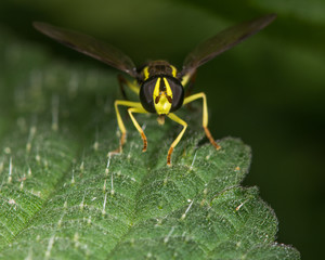 Xanthogramma pedissequum hoverfly. A bright coloured hoverfly in the family Syrphidae seen head-on
