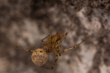 Nesticus cellulanus spider with egg sac. A female spider common in cellars and vaults in the family Nesticidae
