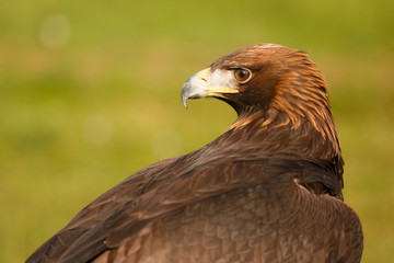 golden eagle