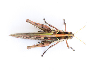 Differential Grasshopper
