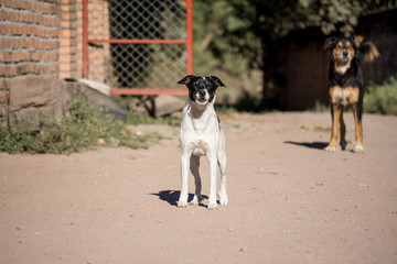 Perro bravo ladra y amenaza mientras otro perro vigila.