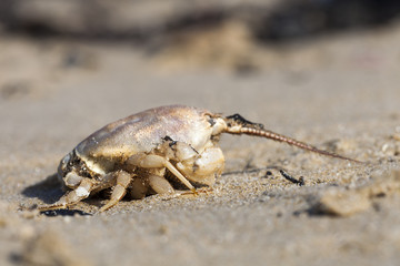 Crab