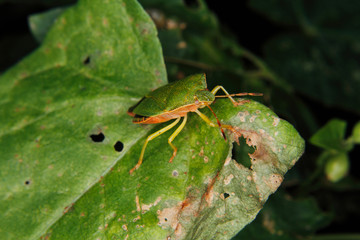 Green shield bug (Palomena prasina)