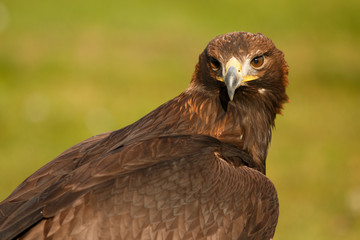 golden eagle 