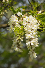 Close-up branch of white lilac in the garden with sunlight.