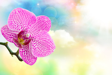 Naklejka na ściany i meble Orchid flower close up