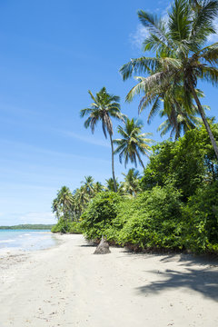 Empty palm fringed tropical beach on the Nordeste northeast coast of Bahia, Brazil 