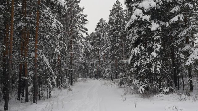 Path in Snowy Forrest